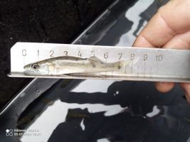 Candát odkrmený (2).jpg